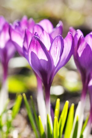    rich spring flowersの写真素材