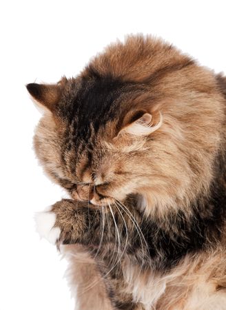 portrait of Siberian cat
の写真素材