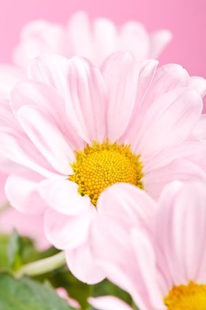  pink daisy flowersの写真素材