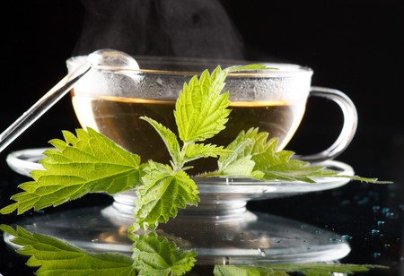 tea nettle
の写真素材