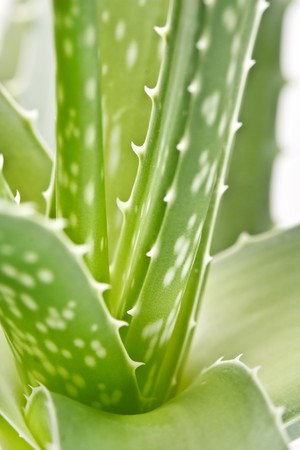 aloe vera on white backgroundの写真素材