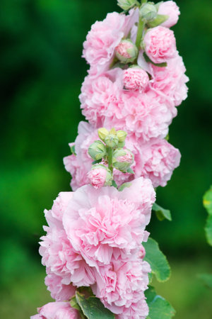 pink hollyhock の写真素材