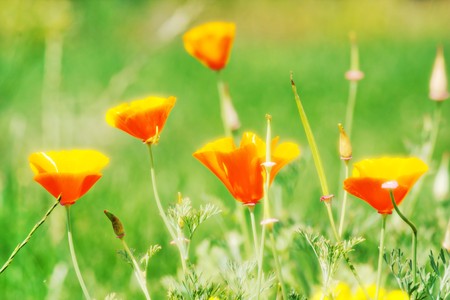 field of orange flowers の写真素材