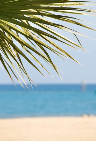 palm and sea
の写真素材