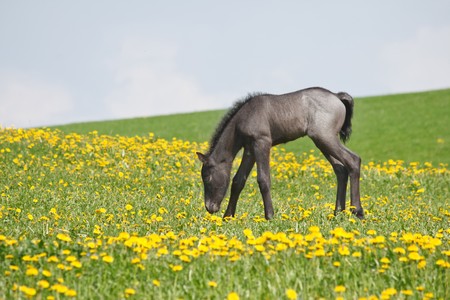 little foal in field の写真素材