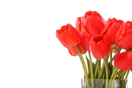 Beautiful tulipsの写真素材