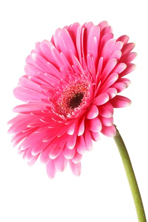 Pink gerber flowerの写真素材