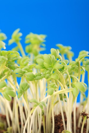 Fresh water-cross salad の写真素材