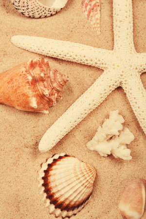  shells on the beach