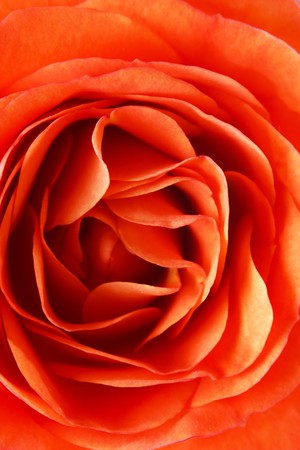 orange rose closeup の写真素材