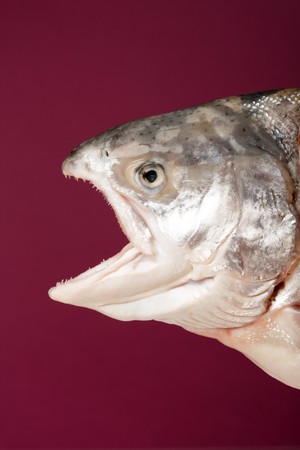 fresh salmon の写真素材