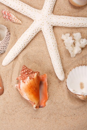 shells on the beachの写真素材