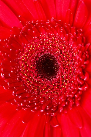 red gerberの写真素材