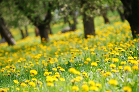 Field of dandelions の写真素材
