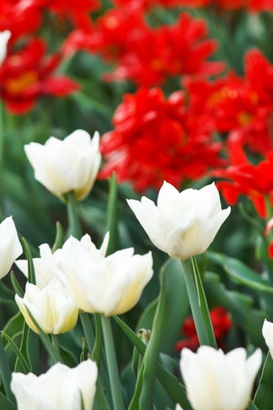 field of tulipsの写真素材