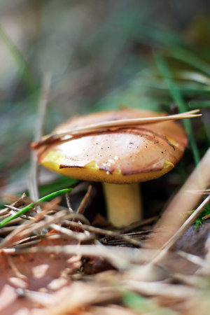 mushroom in forest