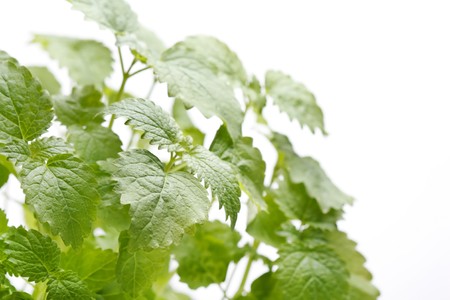 Mint leaves の写真素材