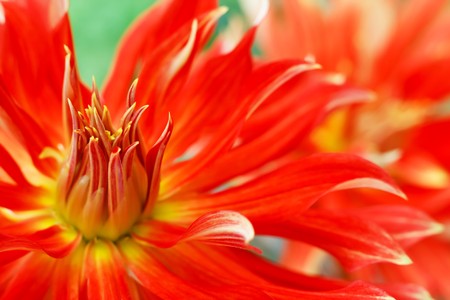 beautiful zinnia の写真素材