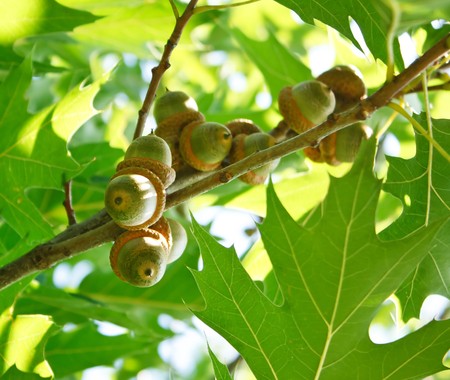 acorns on the treeの写真素材