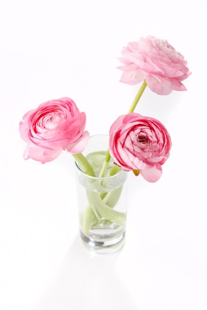 pink Ranunculus の写真素材
