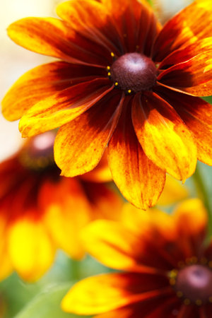 Yellow flowers 