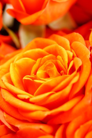 Beautiful flowers の写真素材