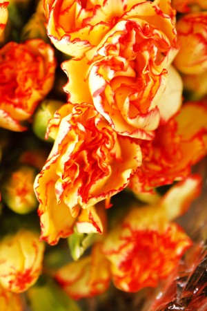 Beautiful flowersの写真素材