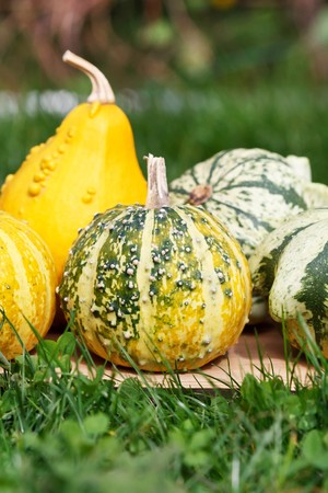 Colorful pumpkins collection on the market の写真素材