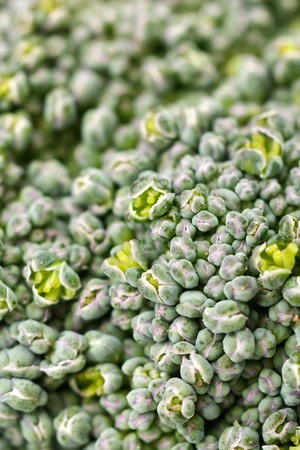 Fresh Raw Green Broccoliの写真素材
