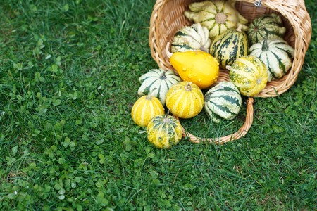 Colorful pumpkins collection on the market の写真素材