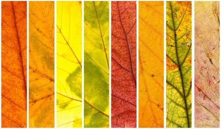 autumn colorsの写真素材