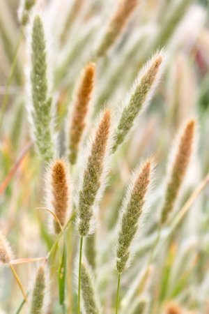 fluffy grass 