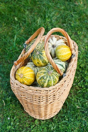 Colorful pumpkins collection on the market の写真素材