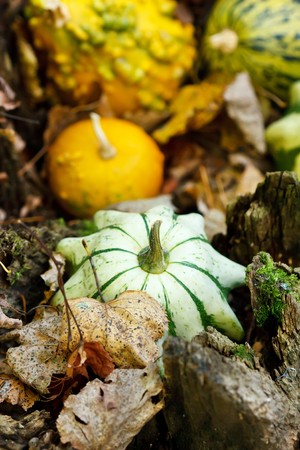 pumpkins on a autumn valleyの写真素材
