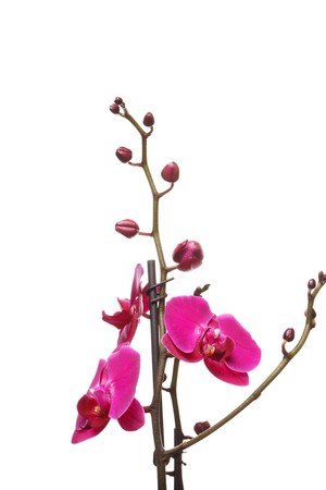 beautiful orchidの写真素材