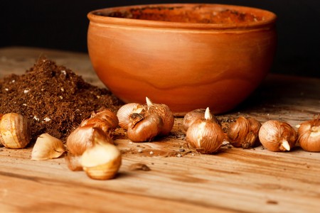 flower bulbs on the tableの写真素材