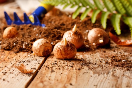 flower bulbs on the tableの写真素材
