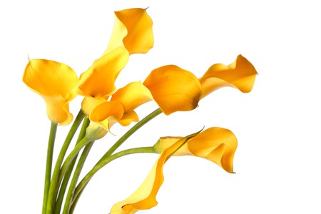 beautiful flowersの写真素材