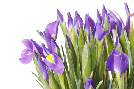 Beautiful fresh iris flowers