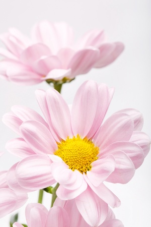 pink daisy flowers の写真素材