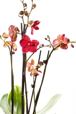 Beautiful purple orchidの写真素材