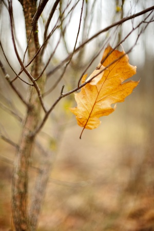oak leaf on the branchの写真素材