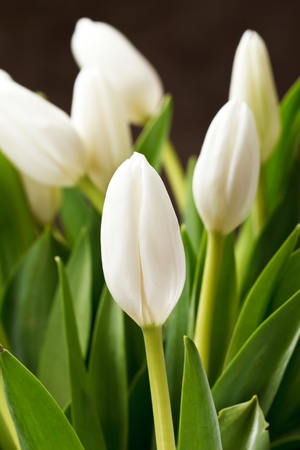 beautiful tulipsの写真素材