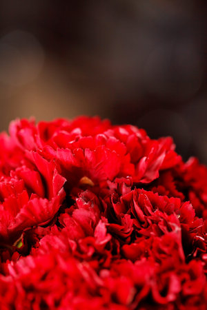 Beautiful carnation flowers