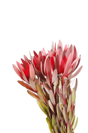 tropical flowersの写真素材