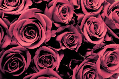 Beautiful flowers の写真素材