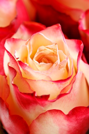 beautiful rosesの写真素材