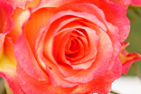 beautiful rosesの写真素材