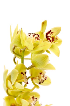Orchid isolated on white background の写真素材