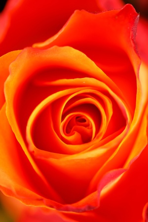 beautiful rosesの写真素材